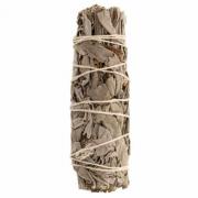 Weißer Salbei mini Smudge, 10cm